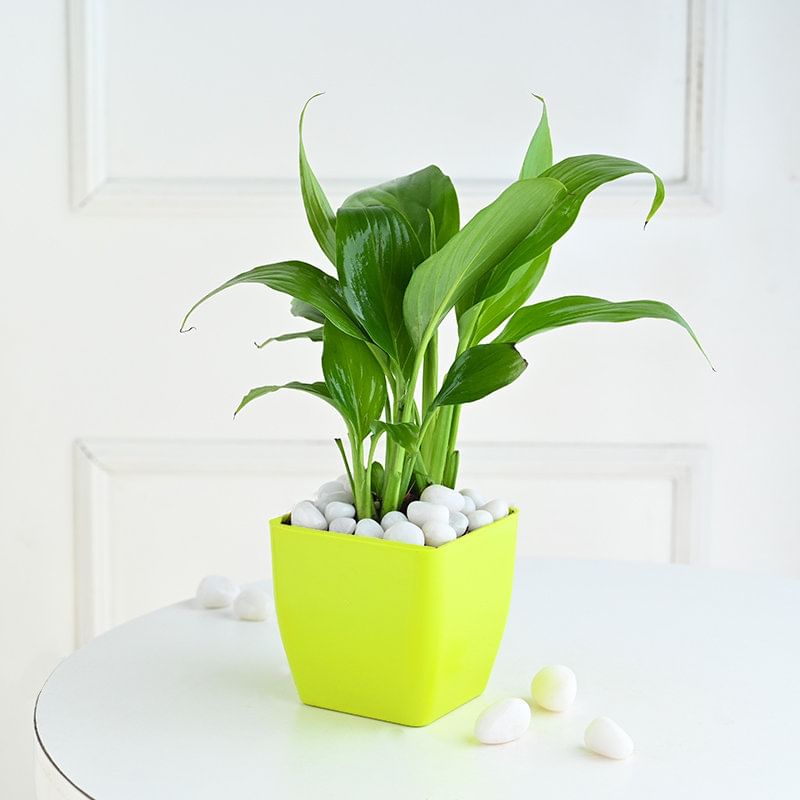 Peace Lily In Yellow Pot