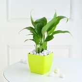 Peace Lily In Yellow Pot