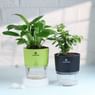 Peace Lily N Jade Plants In Self Watering Pots