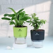 Beautiful Peace Lily In Self Watering Planter