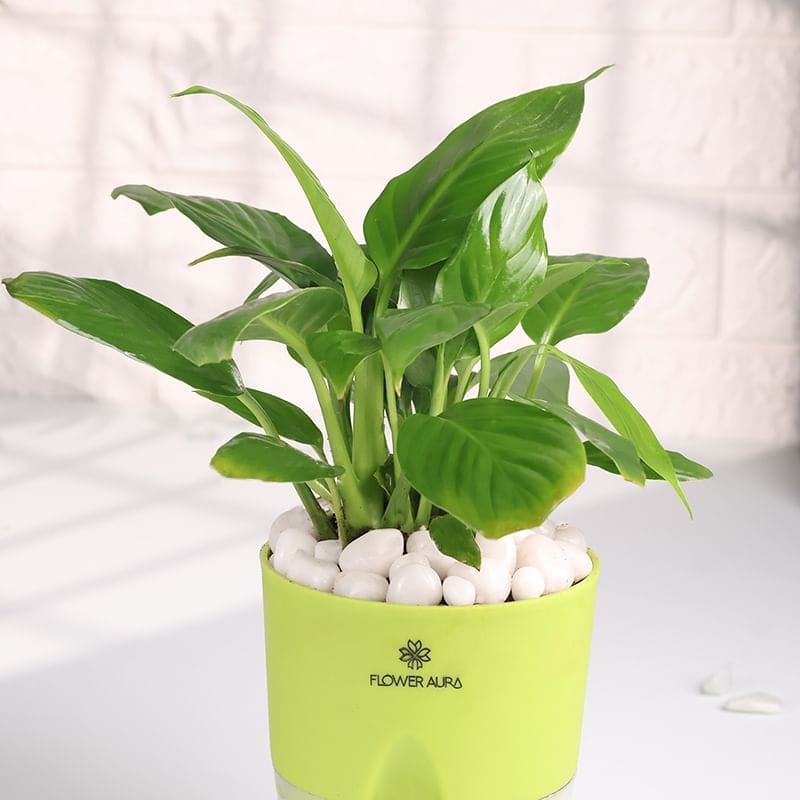 Product Image Video