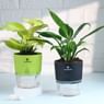 Peace Lily N Money Plant In Self Watering Pots