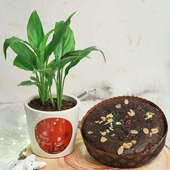 Peace Lily N Plum Cake Gift For Christmas
