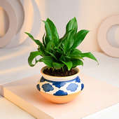Peace Lily Oasis Plant Online 