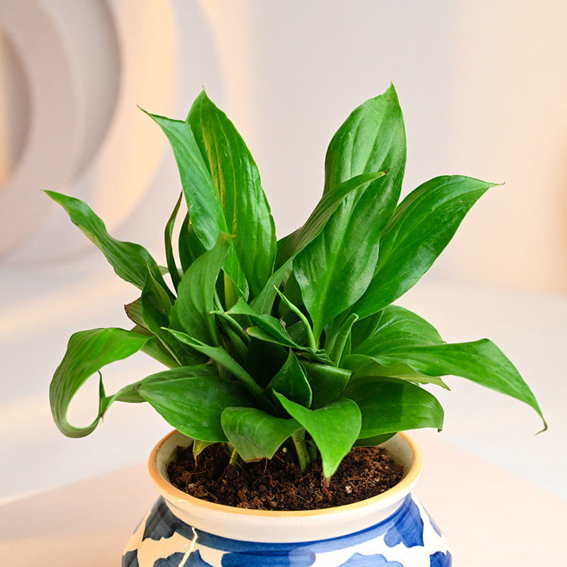 Send Peace Lily Oasis Plant Online 