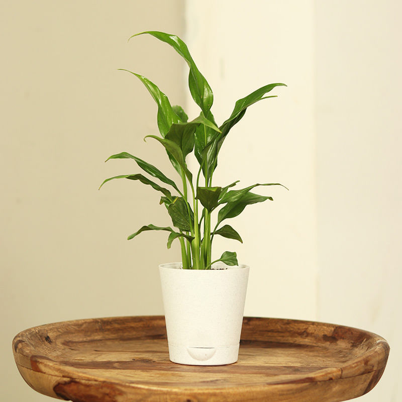 Refreshing Peace Lily Plant