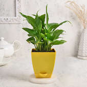 Peace Lily Online Plant in a Vase