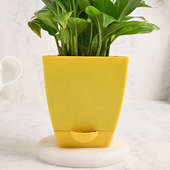 Buy Peace Lily Plant Online 