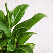 Order Peace Lily Plant Online 