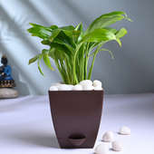 Peace Lily Plant In Black Vase