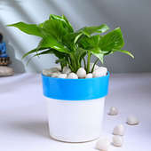 Peace Lily Plant In Blue N White Pot