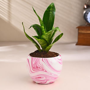 Snake Plant In Prink Printed Pot