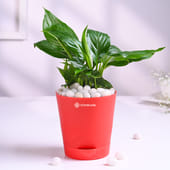 Peace Lily Plant In Red Taper Pot