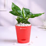 Peace Lily Plant In Red Taper Pot