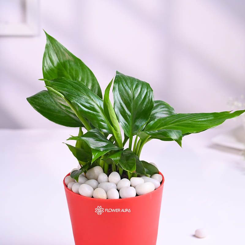Peace Lily Plant In Red Taper Pot