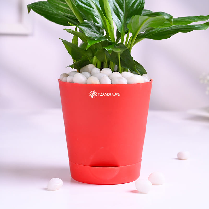 Peace Lily Plant In Red Taper Pot