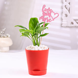 Peace Lily Plant In Taper Pot With Love Topper