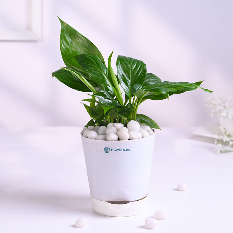 Peace Lily Plant In White Pot