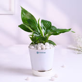 Peace Lily Plant In White Pot