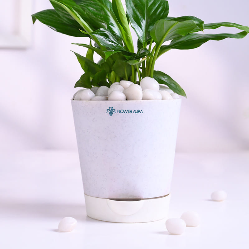 Peace Lily Plant In White Pot