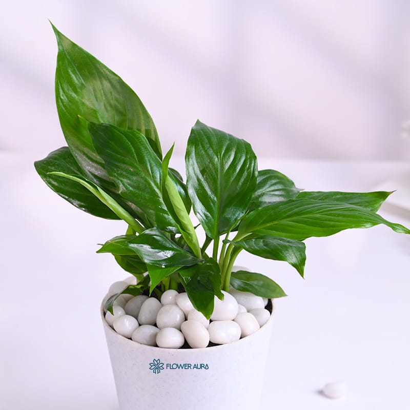 Peace Lily Plant In White Pot