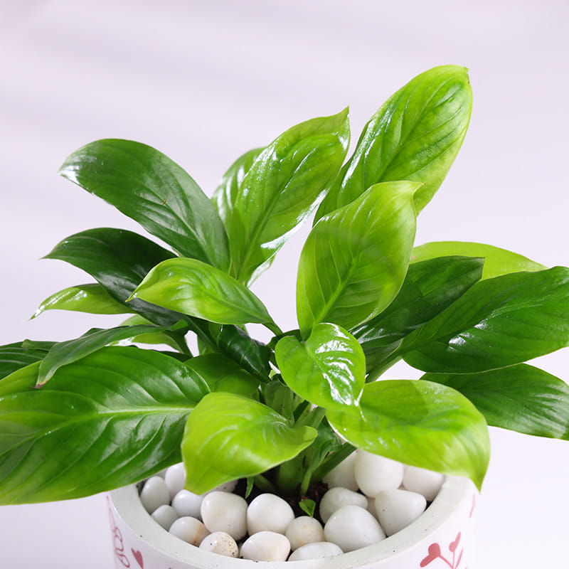Product Image Video