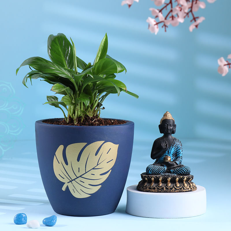 Peace Lily Plant N Buddha Idol Combo