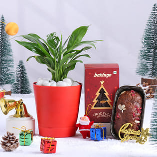 Peace Lily Plant With Plum Cake N Xmas Decor