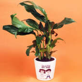 Plant in Peace Lily Rakhi Plant