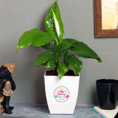 Peace Lily Special Bday - Flowering Plant Indoors in Floweraura Chatura Vase