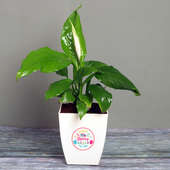 Peace Lily Special Bday - Flowering Plant Indoors in Floweraura Chatura Vase