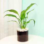 Peace Lily Plant in a Glass Vase