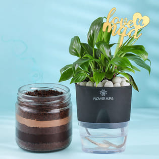 Peace Lily with Chocolate Jar Cake Delight