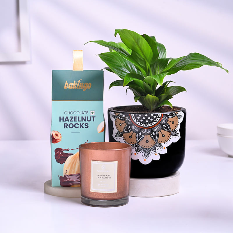 Peace Lily With Chocolate N Scented Candle