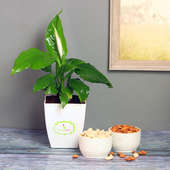 Peace Lily Plant with Dry Fruits