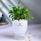 Peace Lily With Self Watering Pot