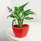 Peaceful Love Plant - Valentine Plant Gifts
