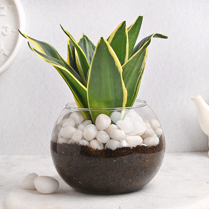 Pebbled Milt Sansevieria Pot