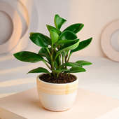 Peperomia Plant in Round Ceramic Designer Pot