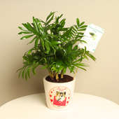 Chamaedorea Plant With Personalised Vase
