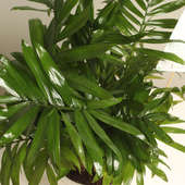 Send Chamaedorea Plant Online 