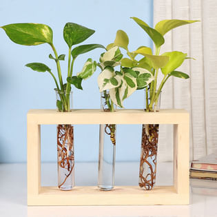 Perfect Test Tube Plants Online