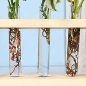 Buy Perfect Test Tube Plants Online