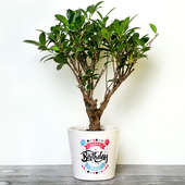 Personalised Ficus Bonsai Plant for Birthday