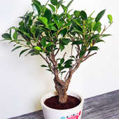 Ficus Bonsai Plant for Birthday