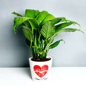 Personalised Love Peace Lily Plant