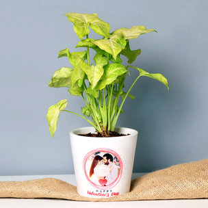 Personalised Syngonium Plant for Valentines Day