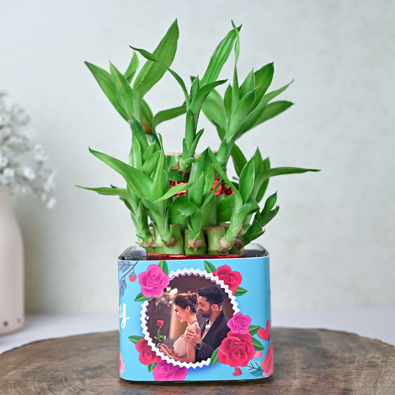 Personalised Lucky Bamboo Plant Online