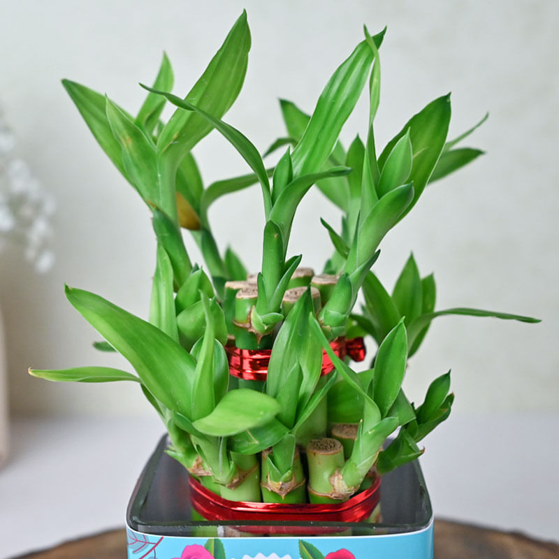 Buy Personalised Lucky Bamboo Plant