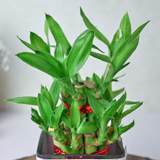 Personalised Lucky Bamboo Plant